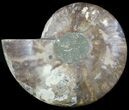 Cut Ammonite Fossil (Half) - Agatized #49896-1